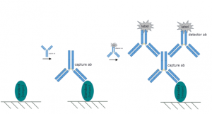 dolaylı elisa görüntüsü