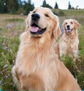 Kopek Canine elisa kitleri