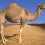 Deve-Camel Elisa kitleri 
